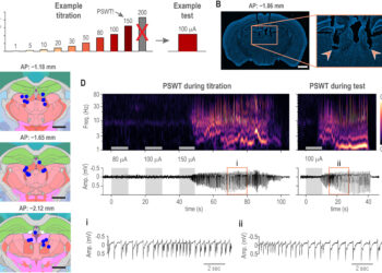 Study quantifies seizure risk by stimulating thalamus in awake mice