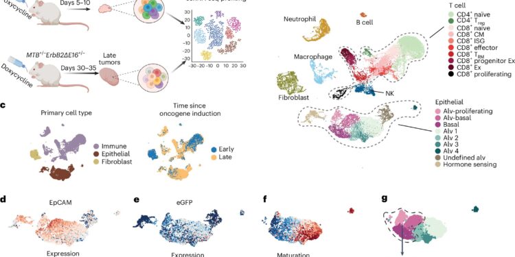Study reveals how cancer thwarts immunity and how to potentially turn the tables