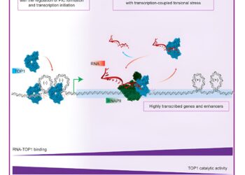 Study reveals role of RNA in regulating gene expression in cancer cells
