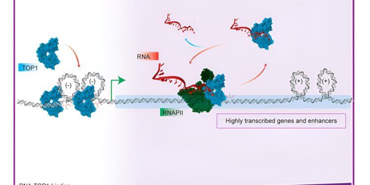 Study reveals role of RNA in regulating gene expression in cancer cells