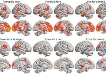 Study reveals where love is located in the brain