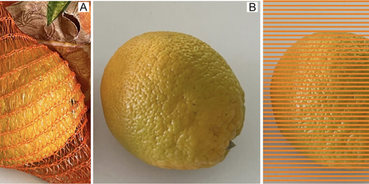 Study reveals why mesh packaging makes oranges more appealing