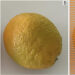 Study reveals why mesh packaging makes oranges more appealing