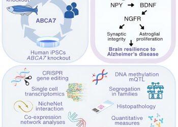Study shows how common genetic variants in black Americans increase risk of Alzheimer’s disease