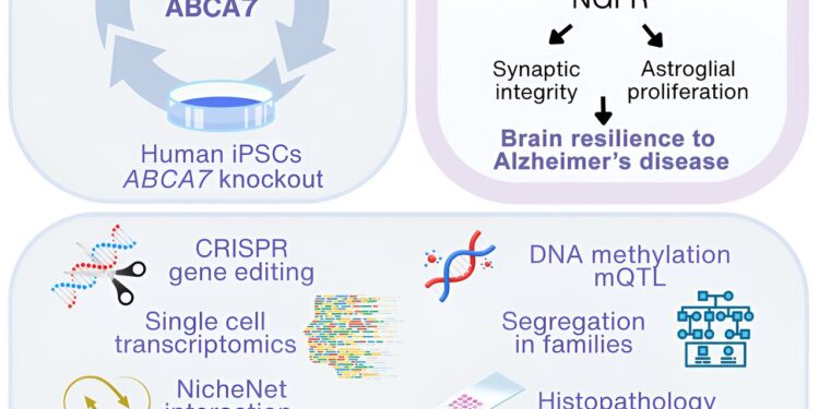 Study shows how common genetic variants in black Americans increase risk of Alzheimer’s disease