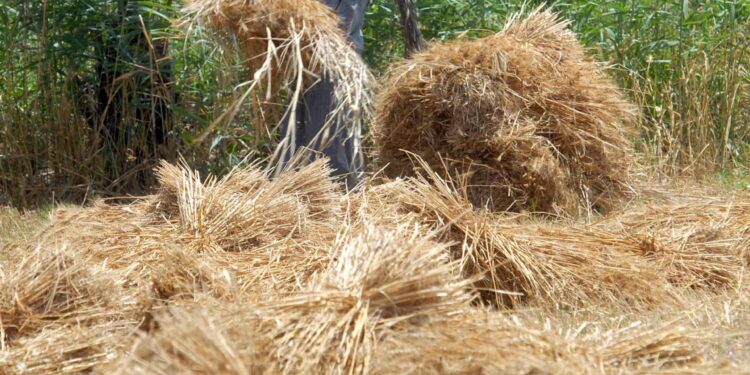 Supply declines with production cuts.. Fertilizer crisis threatens to worsen inflation in Egypt | Economy