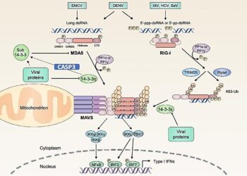 The Good, the Bad and the Divide: 14-3-3η in Viral Battles