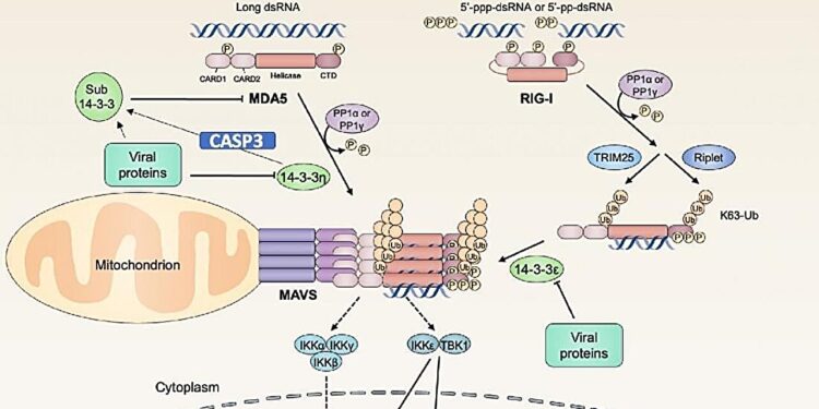 The Good, the Bad and the Divide: 14-3-3η in Viral Battles