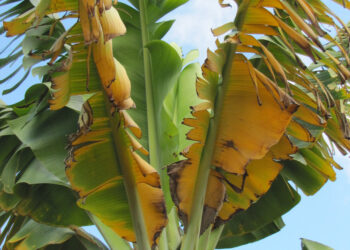 The banana apocalypse is nigh, but biologists may have found the key to their survival