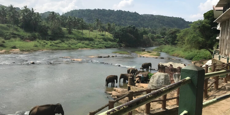 The magic of nature and low costs.. Why do we recommend visiting Sri Lanka? | Economy