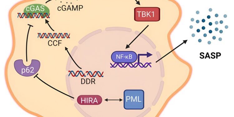 The secret of sleeping cells controlling inflammatory secretions