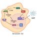 The secret of sleeping cells controlling inflammatory secretions