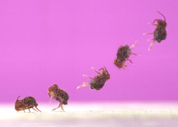 This Little Garden Bug Does the Fastest Backflip on the Planet
