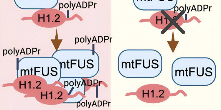 Two proteins identified as potential targets to improve ALS symptoms