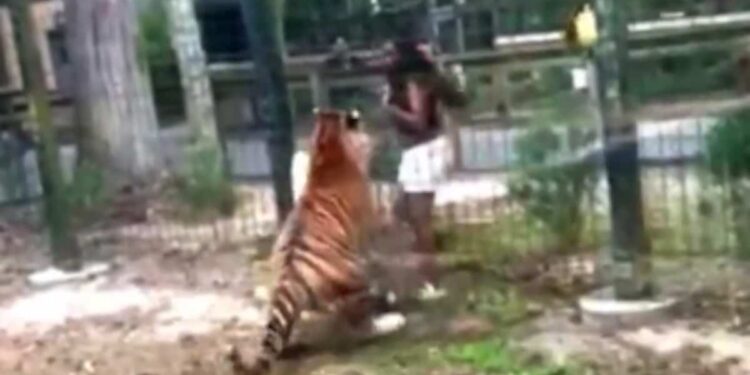 Wanted after jumping zoo fence…to pet a tiger