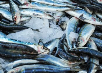 Women working in global fishing sector are not protected, study finds