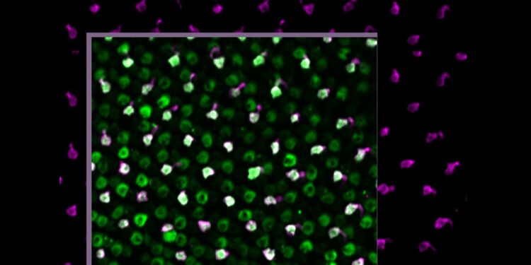 Zebrafish Study Confirms Regenerated Photoreceptor Cells Completely Restore Vision