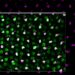 Zebrafish Study Confirms Regenerated Photoreceptor Cells Completely Restore Vision