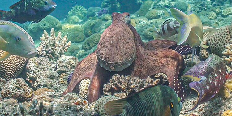 3D field tracking and field experiments of octopuses and fish reveal the secrets of multi-species hunting