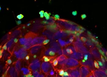 3D-printed mini-tumors mimic human tissue for cancer immunotherapy testing