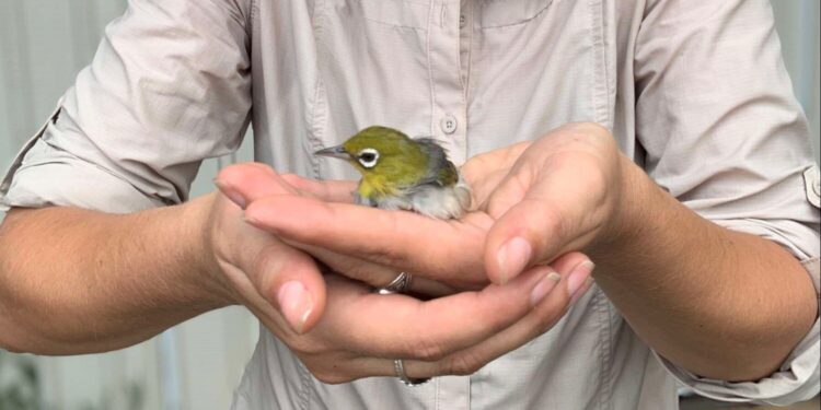A bird’s refusal to leave station life results in genetic change