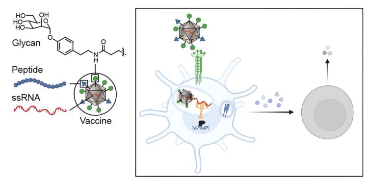 A new way to reprogram immune cells and direct them towards anti-tumor immunity