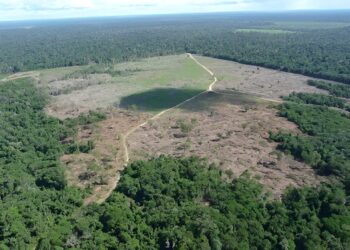 Amazon deforestation driven more by domestic demand than export market, study finds