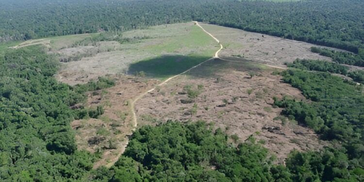 Amazon deforestation driven more by domestic demand than export market, study finds