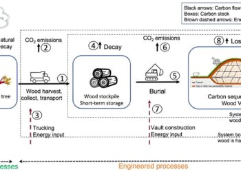 An ancient buried log testifies to the existence of biomass vaults as an inexpensive way to store the carbon responsible for global warming