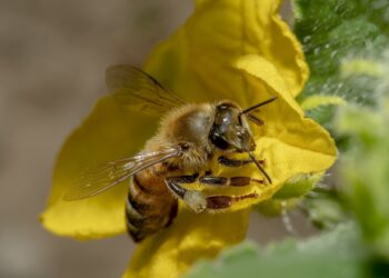 Ancient museum collection and modern research intersect in century-old study of bees
