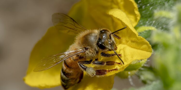 Ancient museum collection and modern research intersect in century-old study of bees