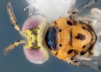 Another new species of wasp discovered by researchers