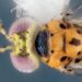 Another new species of wasp discovered by researchers