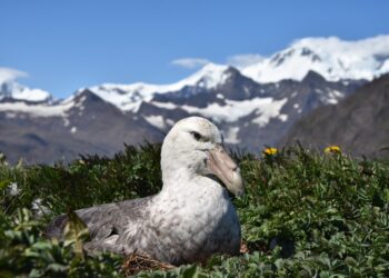 Antarctic ice retreat could impact food supply for seabirds