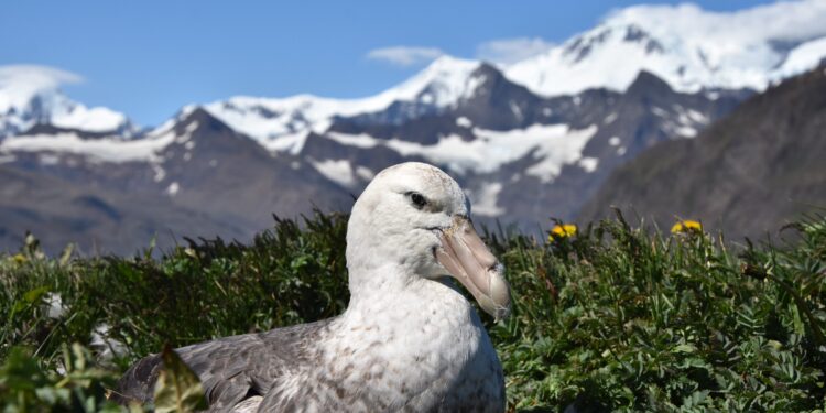 Antarctic ice retreat could impact food supply for seabirds
