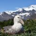 Antarctic ice retreat could impact food supply for seabirds