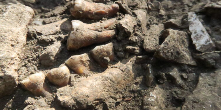 Archaeologists Discover Ancient Neanderthal Lineage That Remained Isolated for More Than 50,000 Years