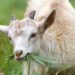 Are Cows More Picky Than Goats? Answers From Large-Scale Innovative Feeding Experiments Conducted 275 Years Ago