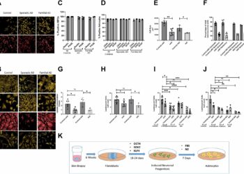 Astrocyte study identifies new therapeutic target for Alzheimer’s disease