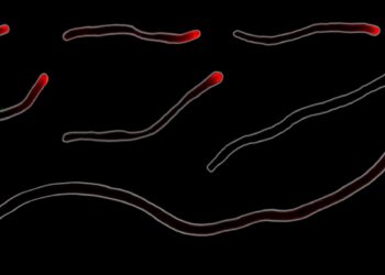 Bacteria in human mouth reproduce through rare form of cell division, study finds