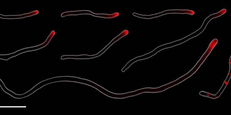 Bacteria in human mouth reproduce through rare form of cell division, study finds
