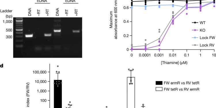 Bacterial ‘flipping’ allows genes to take different forms