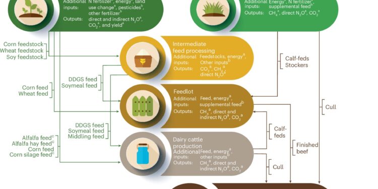 Beef industry can cut emissions by up to 30%, new study finds