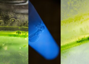 Bioengineers develop roadmap for protein assembly from nature-derived nanobubbles