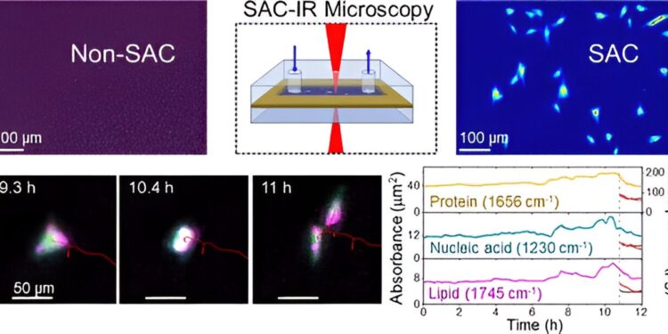 Biomolecules inside living cells can now be observed with infrared light using a new method