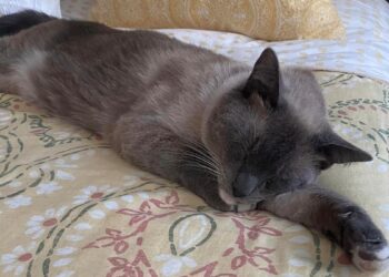 Cat walks nearly 1,450 km to get home