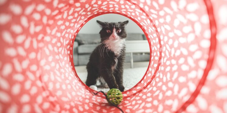 Cats are more likely to retrieve objects than previously thought, researchers find