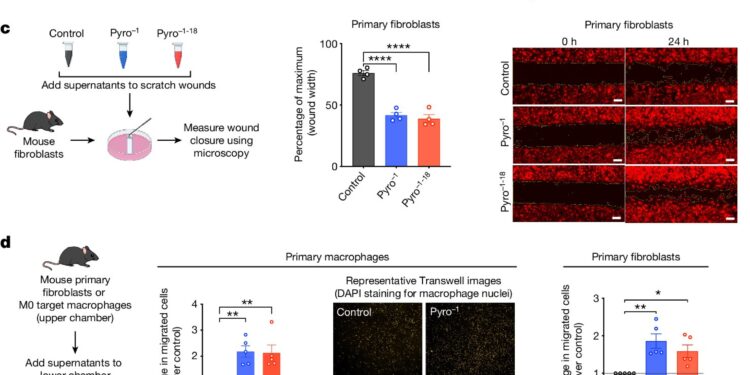 Cells that die during inflammation send messages that promote healing, study finds