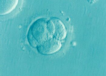 Chances of pregnancy success are the same with embryo transfer on day 3 or day 5, study finds