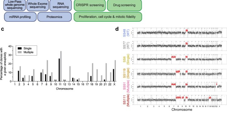 Changes in the chromosomes of cancer cells may increase their sensitivity to anticancer drugs